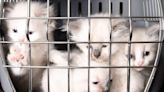 92 Rescued Cats up for Adoption in Lancaster, Pennsylvania