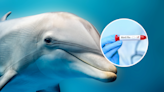 Warning as first American dolphin diagnosed with highly pathogenic bird flu