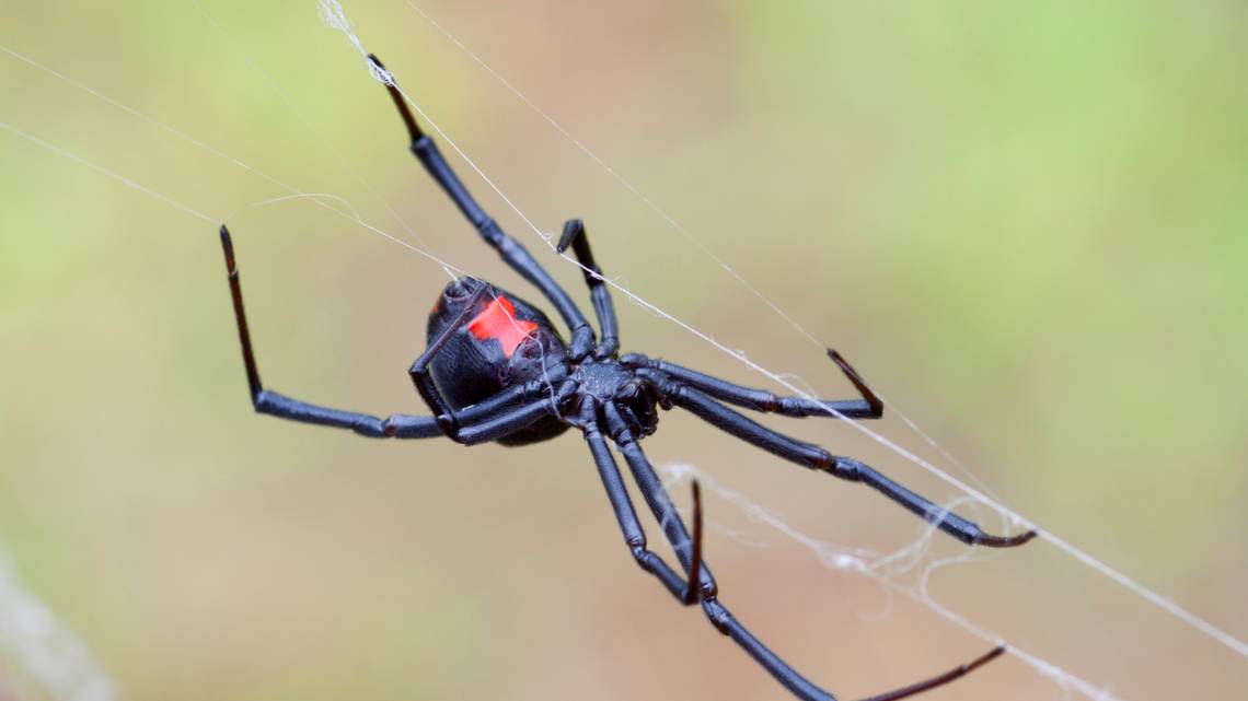 Black Widow spiders are rarely deadly and have a bad rap, with no deaths since 1983 | Opinion