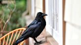 Instaló una fuente en su jardín, comenzó a visitarla un cuervo y el pájaro la sorprendió: ‘Detecta los sándwiches’