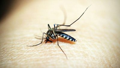 國內出現2病例！6旬男日本腦炎發病九天亡 落實防蚊成關鍵