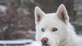 12 Snow Dog Breeds Made for the Cold Weather