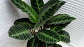 How to Grow and Care for Calathea Warscewiczii