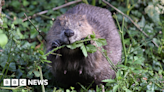 Rushden: 'Bed and board' ready for new beavers