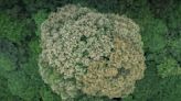 2,700-year-old tree blooms in Sichuan