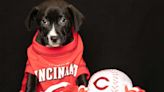 Puppies named after Cincinnati Reds players are up for adoption