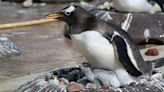 RAW VIDEO: Muffin, Mittens, Wesley And Penny The Penguins Hatch Adorable Chicks At Edinburgh Zoo