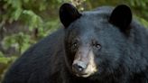 Bear killed after entering Simsbury home