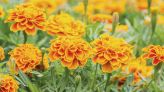 Do marigolds keep bugs away? How to use these pungent plants to deter pests