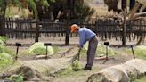 Desert farmers share their best tips on how to grow food in hot, dry conditions