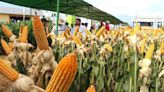 La Nación / Rindes de maíz zafriña: por debajo de lo esperado ante clima adverso