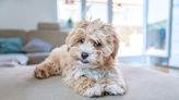 These Small Fluffy Dog Breeds Will Replace Your Favorite Teddy Bear