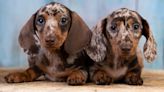 Emotional Moment Woman Is Surprised with Dapple Dachshund Puppies Is Impossible to Resist