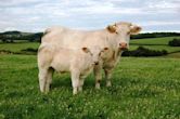 Charolais cattle