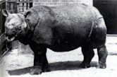 Javan rhinoceros