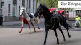 Household Cavalry horse seriously injured in London rampage will make full recovery