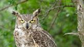 ‘Aggressive’ owl kept attacking park visitors, so Canadian campground shut down