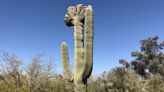 On a treasure hunt to save a cactus: Arizona woman rescues cacti from urban development