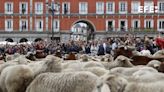 Miles de ovejas recorren Madrid en defensa de la ganadería extensiva