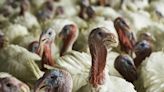 CDC has a million bird flu tests ready, but experts see repeat of COVID missteps