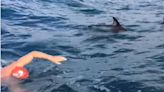 他泳渡海峽驚見鯊魚出沒 「海豚護衛隊」現身伴游超過1小時
