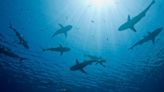 Brésil : C’est quoi cette histoire de requins testés positifs à la cocaïne ?