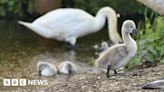 Pellet gun thought to have killed four baby swans in Walsall
