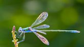 The Surprising Symbolism Behind Dragonflies—and What it Means When You See One