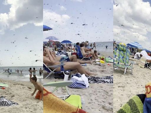 ‘Oh my God!’: Video shows Thousands of dragonflies invading New England beach