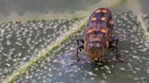 Officials drafting plan for oak-killing beetle in San Bernardino National Forest