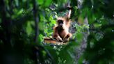 Orangutan's use of medicinal plant to treat wound intrigues scientists