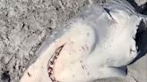 Mystery as half-eaten great white shark washes up on beach