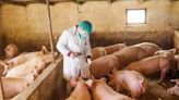 Vaccines using mRNA can protect farm animals against diseases traditional ones may not – and there are safeguards to ensure they won't end up in your food