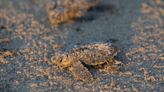 Find a mysterious box on the beach in Texas? Scientists say it has to do with sea turtles