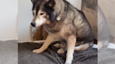 Internet falls in love with senior Husky refusing to get out of bed at 7:30