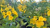 Las Vegas gardeners: Prep for summer heat, save plants