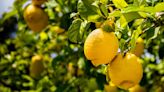 What's The Difference Between Standard And Meyer Lemons?