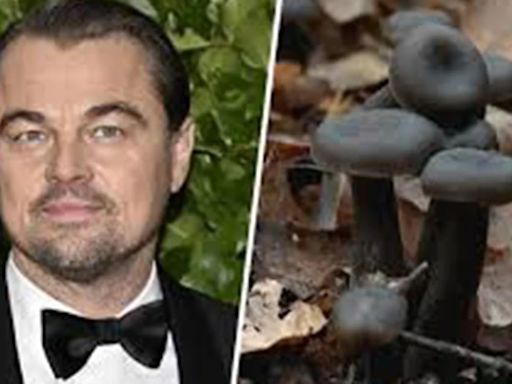 Científicos chilenos hallaron un hongo que se creía perdido y hasta Leonardo DiCaprio lo celebró