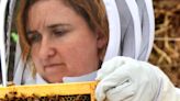 Asheville beekeepers creating a buzz; honey festival coming June 5