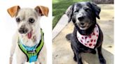 Memorial Day Weekend Is a Great Time to Adopt These Adorable Senior Dogs