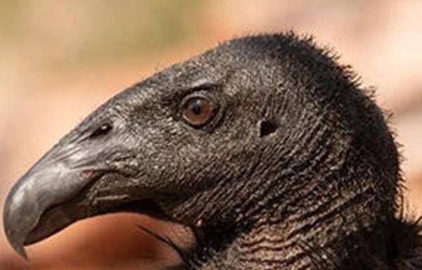 Critically endangered California condor shot in Colorado, investigators ask for public's help