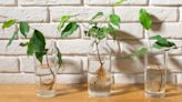 6 mistakes to avoid when propagating plants in water – and what to do instead