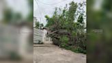 Cae enorme árbol en la zona centro