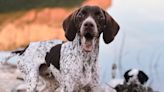 German Shorthaired Pointer’s Excitement to Go On a Walk Is the Best