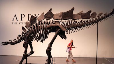 Comment Sotheby’s a vendu le dinosaure le plus cher du monde