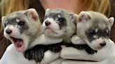 Ferret snoring is the ASMR you never knew you needed