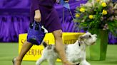 Buddy Holly, a Petit Basset Griffon Vendeen, wins Westminster Kennel Club Dog Show