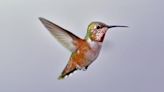 New research reveals hummingbirds’ remarkable sense of touch | Fox 11 Tri Cities Fox 41 Yakima