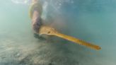 A built-in pocket protector keeps sawfish from ‘sword fighting’ in the womb