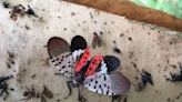 Invasive spotted lanternfly continues spread across US. Here’s why you should kill it